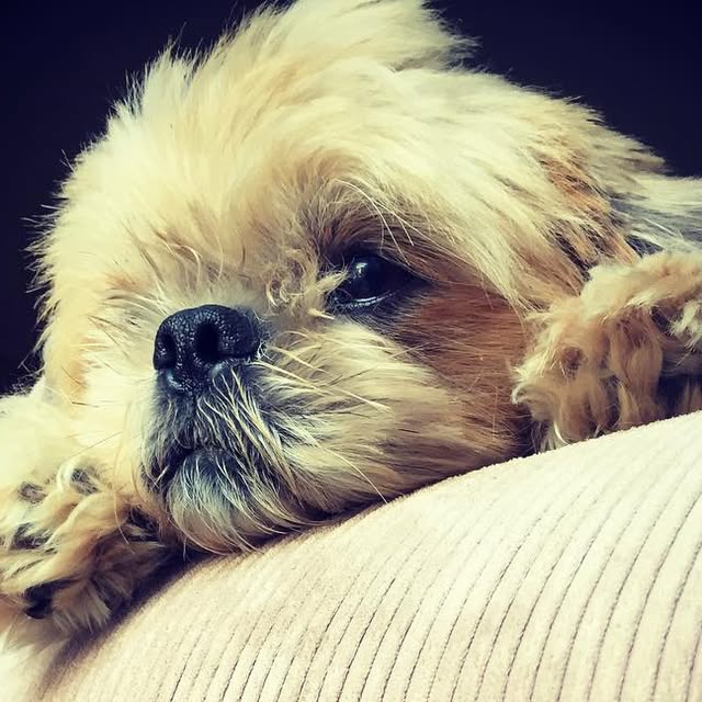 Mike Fullerton's dog