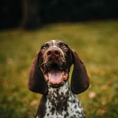 Phillip Bernosky's dog